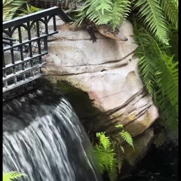 THE ALLIGATOR ESCAPED ITS ENCLOSURE!!! While on vaca at The Gaylord Palms in orlando