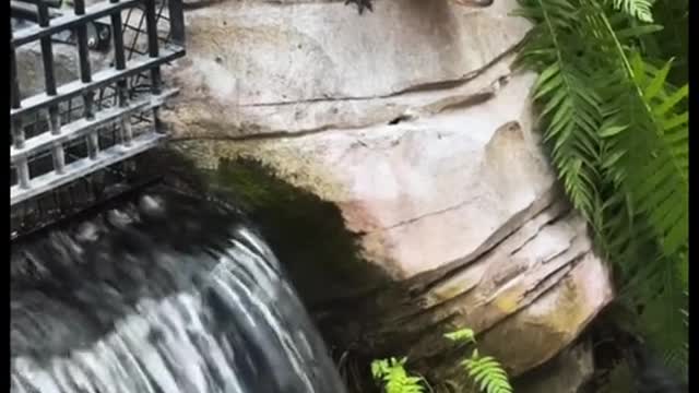 THE ALLIGATOR ESCAPED ITS ENCLOSURE!!! While on vaca at The Gaylord Palms in orlando