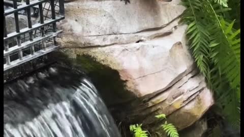 THE ALLIGATOR ESCAPED ITS ENCLOSURE!!! While on vaca at The Gaylord Palms in orlando