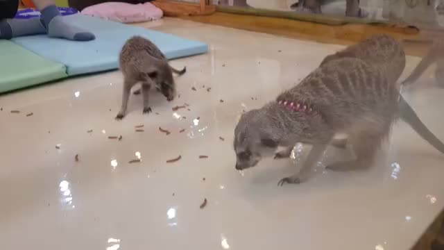 Meerkat eating food. Korean meerkats cafe