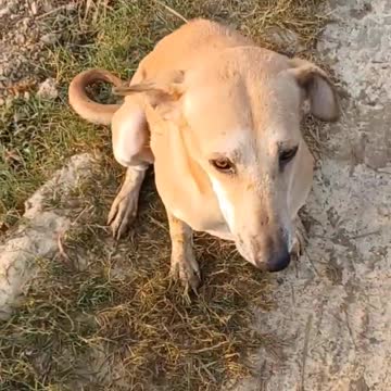 🤣Funny Dog Videos 2022🤣 🐶 It's time to LAUGH with Dog's life