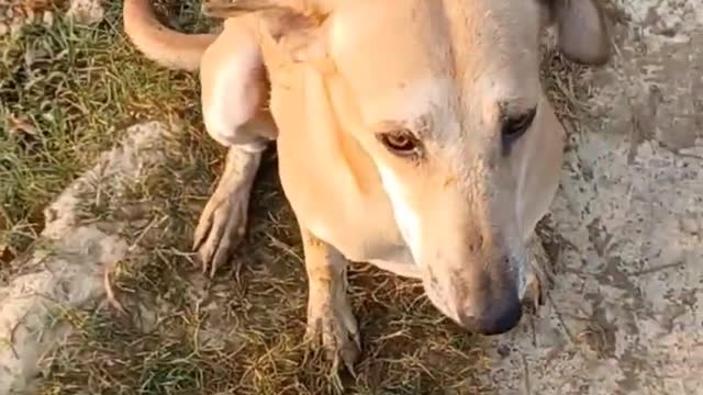 🤣Funny Dog Videos 2022🤣 🐶 It's time to LAUGH with Dog's life