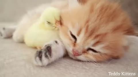 kitten and chiken