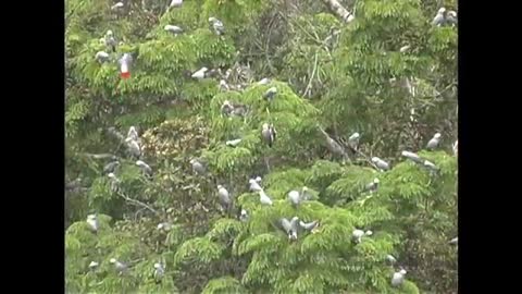 African Grey Parrots