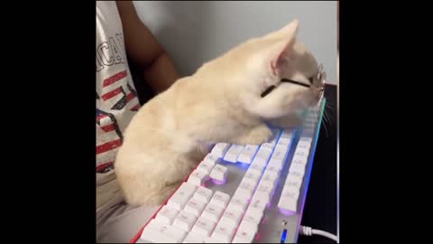 My cats like to play PUBG 😂