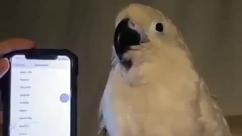 parrot 😁😂 Try Not To Laugh Funny Videos 😂 – Best Funny Videos 😍 - Rumble Funny Videos