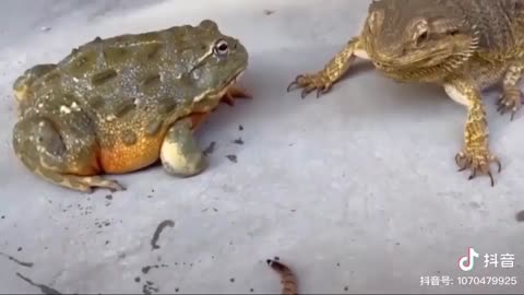 Angry Frog 🐸🐸🐸