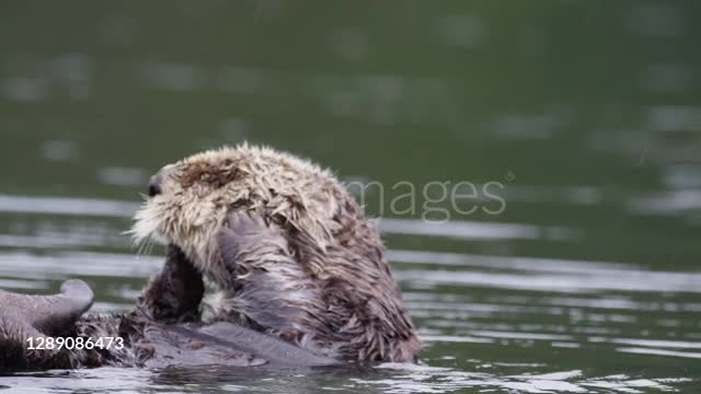 Large Sea Otter pup floating and grooming its head