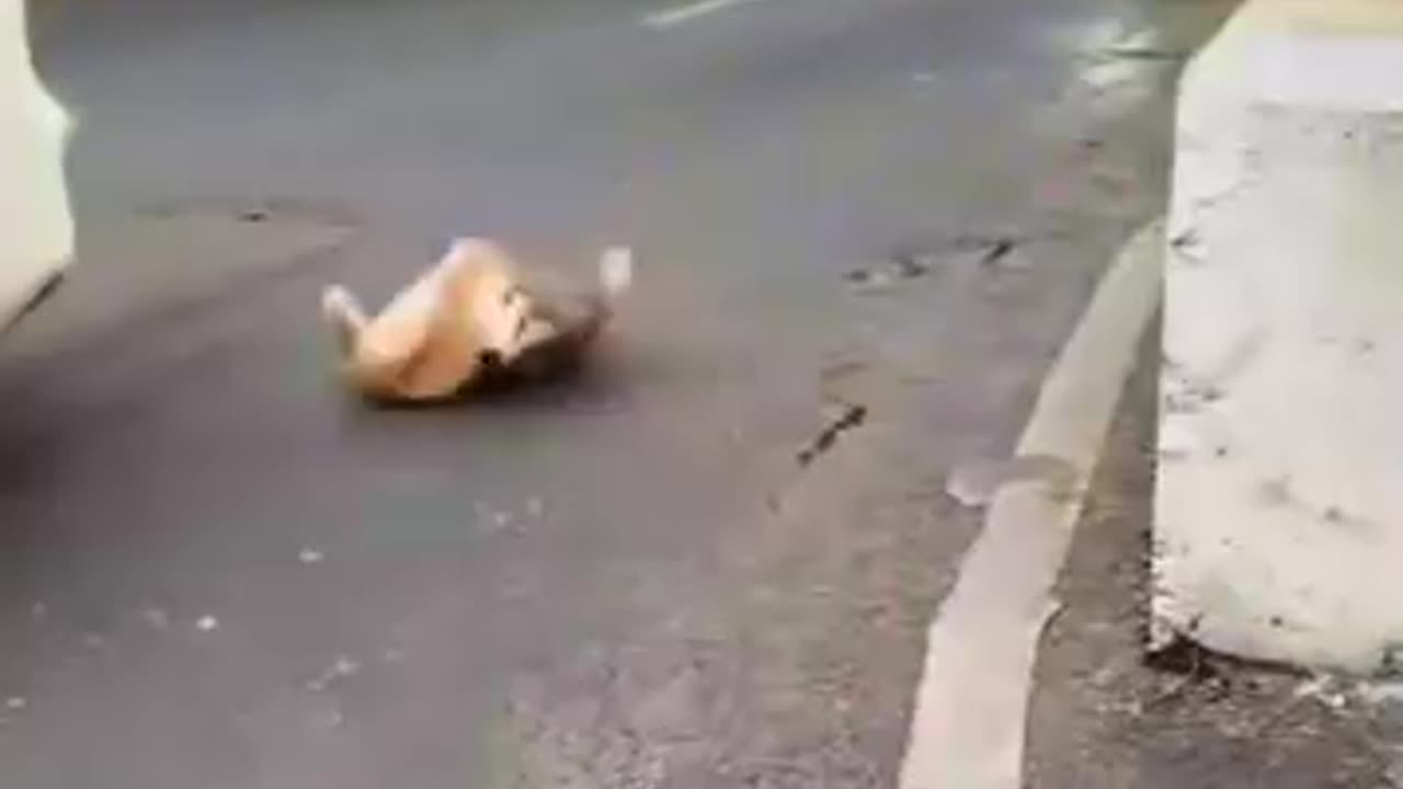 Purr-fectly Hilarious Cats in Action!
