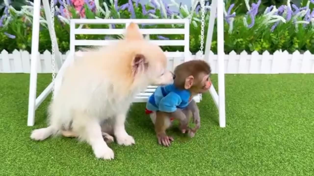 Monkey baby🐒🐒🐒 and guest dog