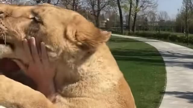 OMG! Lions Hugging A Woman🙆...You Gotta See This