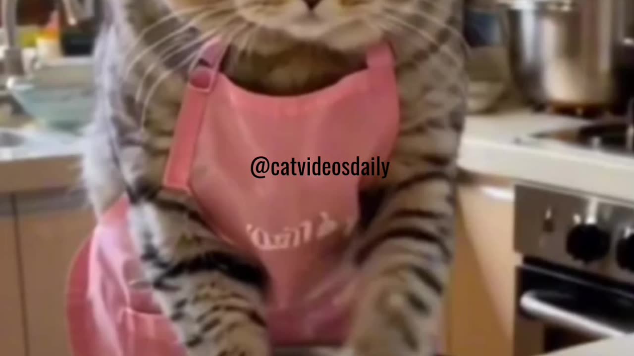 Cute Cat Video