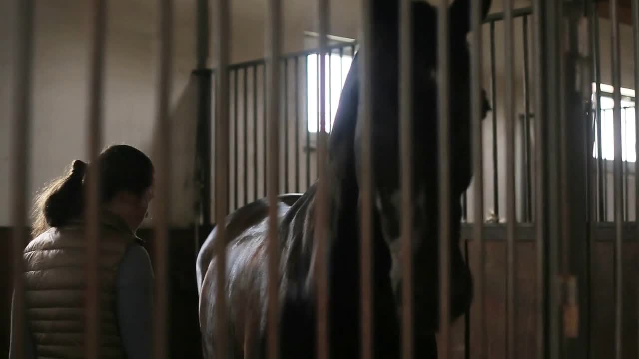 A woman combing a brown horse in a stables competition nature ride stallion water