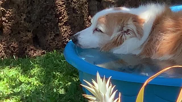 Our Dog in his Kiddie Pool