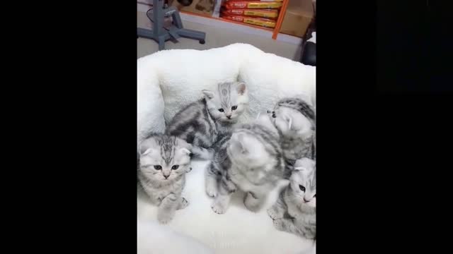 Funny animals [] Try not to laugh compilation 36
