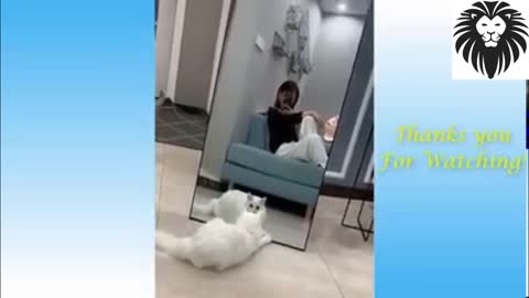 Cute cats doing wonderfully playing around the mirror