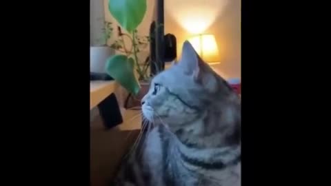 NEW Cat Videos 2024 😹 Funny Cat Videos 1