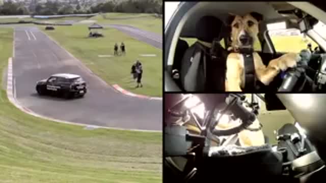 DOG DRIVING BEST CAR WITHOUT HUMAN