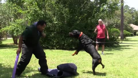 Guard Dog Training Step by Step!