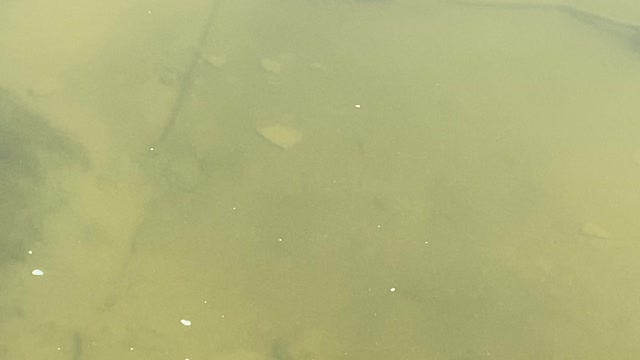 Minnows of the Humber River 42