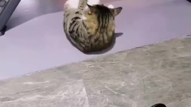 Funny cat video