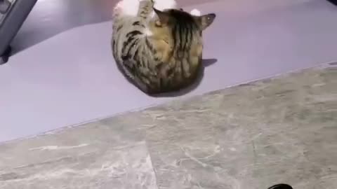 Funny cat video
