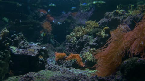 Tropical fish on a coral reef