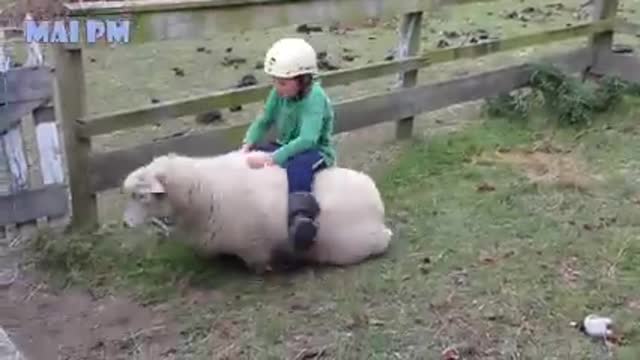 Super funny moments humen and animels