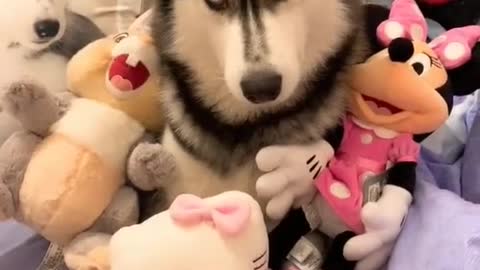 Naughty husky at home