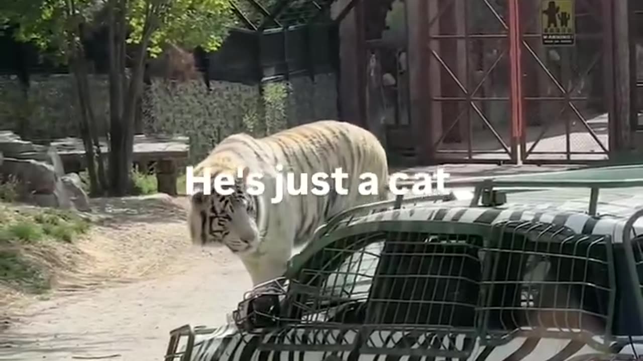 He thinks it's a roomba