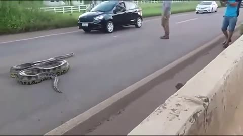 Driver record crosses a monster anaconda a road | Anaconda cross the road | Anaconda