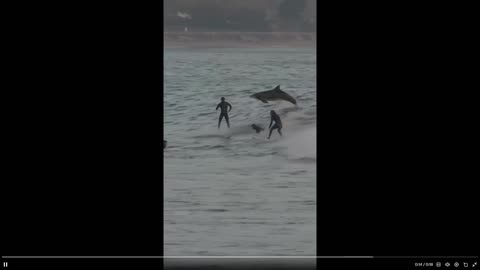 Quick Smile: Dolphins share waves with surfers