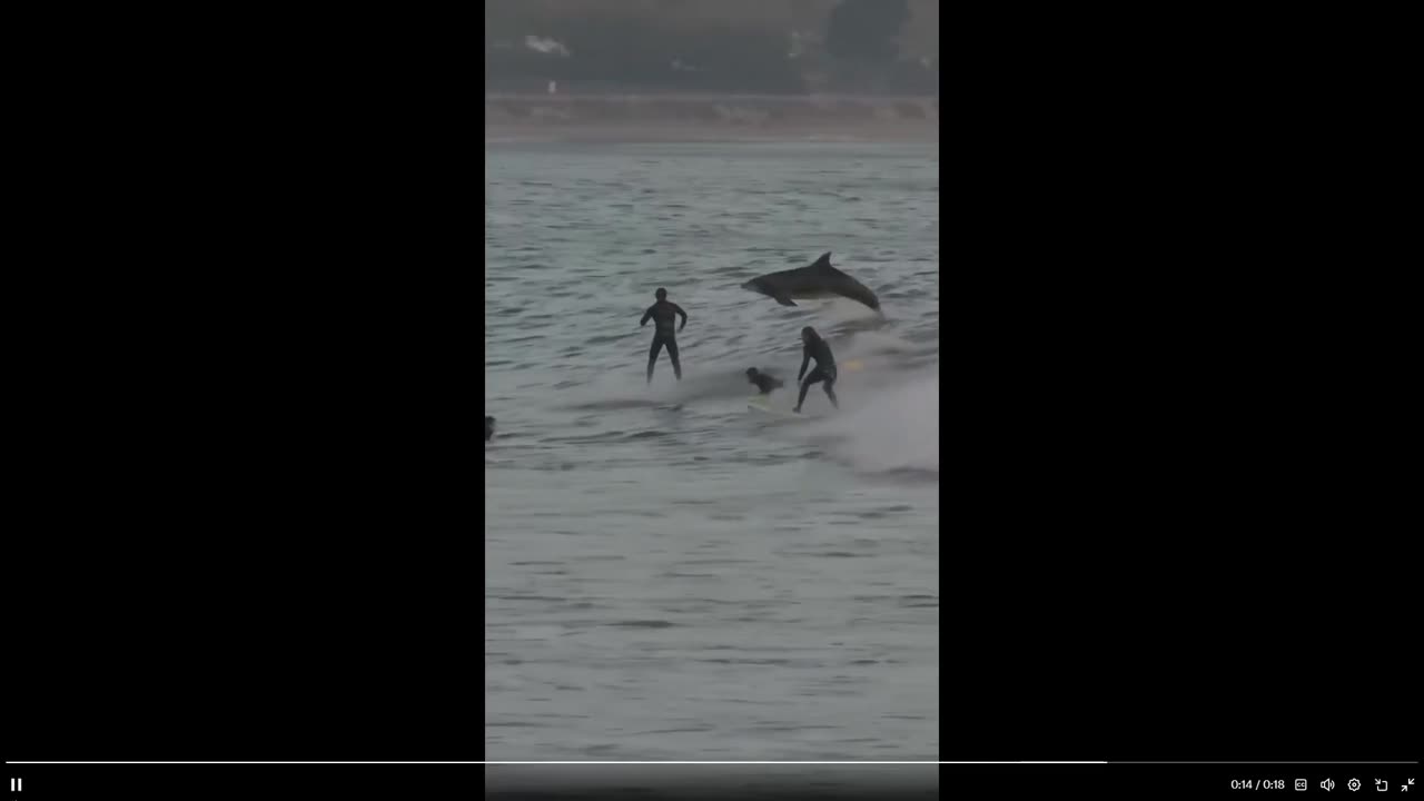 Quick Smile: Dolphins share waves with surfers