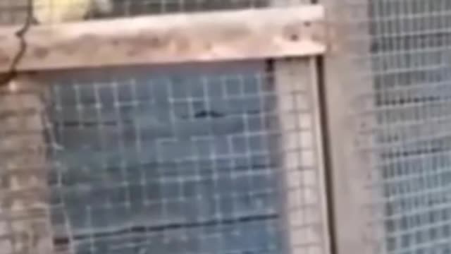 stubborn duckling | duckling escaped 🦆🐥