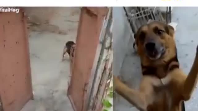 How much affection from this puppy