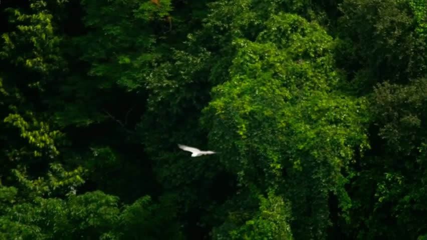 Águia voando na floresta atual