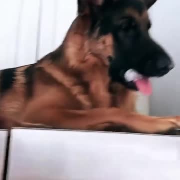 Adorable fringe dog likes ice cubes