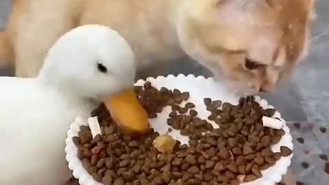 Funny animals 2023😆 - Funniest Cats and Dogs Video🐕🐈 49