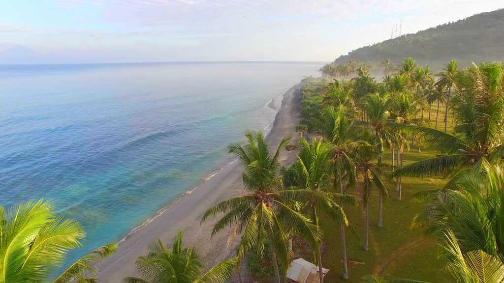 Flying Through Palm Trees Along Beach with song