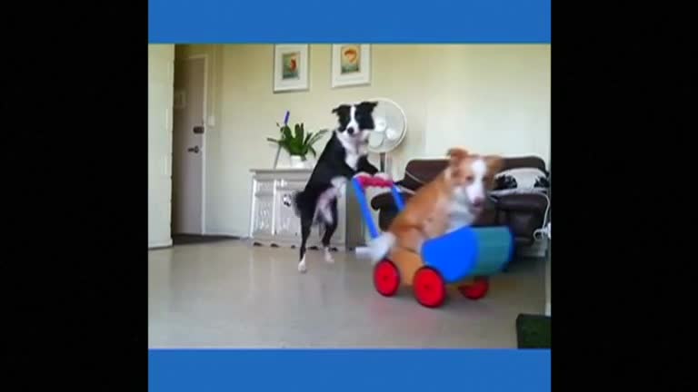 Border collies perform tricks with owner in Australian home