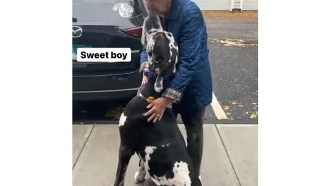 The Great Dane Video 56