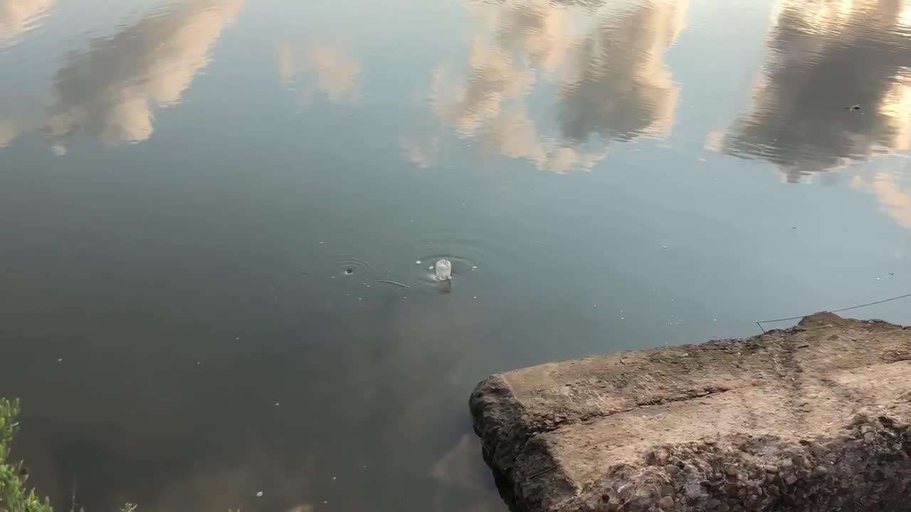 A bottle spinning in a small whirlpool.