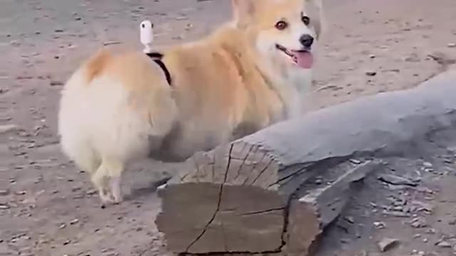 Tie a camera to kerky's ass, and then go to the park to see what it can do. I fe