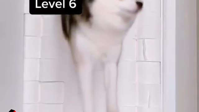 Will I make it#levelup #dogsiftiktok #fy #levelupchallenge #dogs #pet #animals