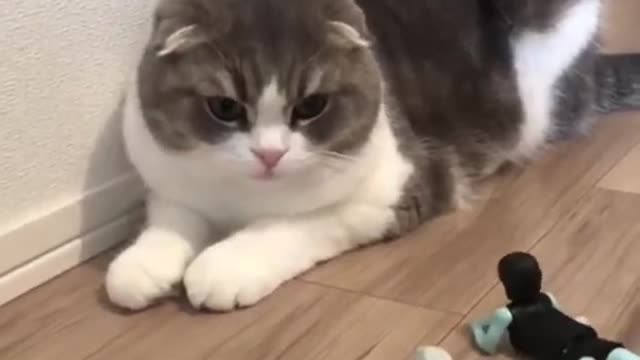 Cute Cat Video । Cute Cat Videos Funny । Cute cat Videos Meowing ।