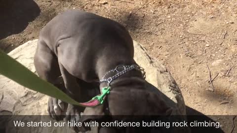 Building Confidence In A Fearful Dog