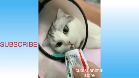 Funny Animals Videos