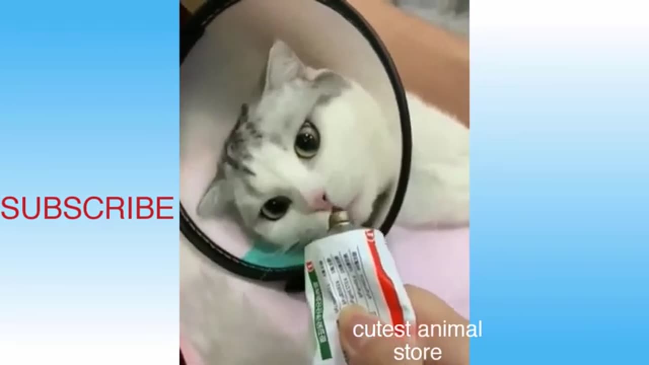 Funny Animals Videos