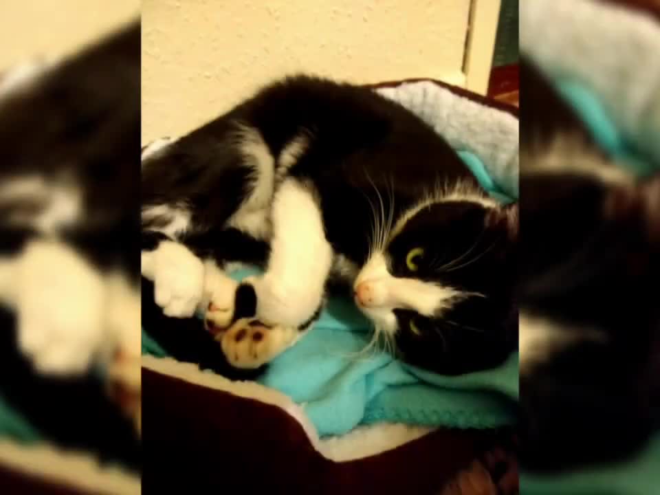 Bing, cute cat