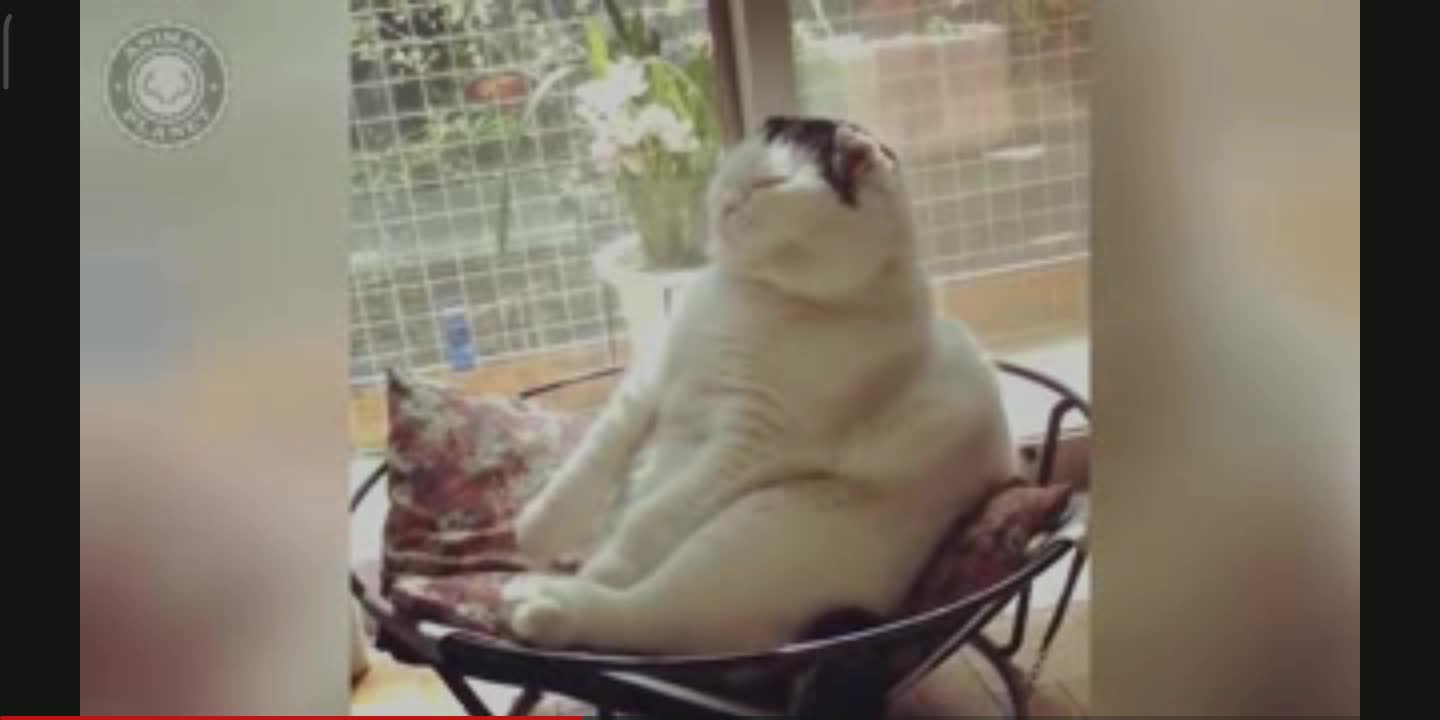 Cat Funny video. to fun